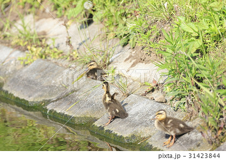 休憩中のカルガモのヒナ 31423844