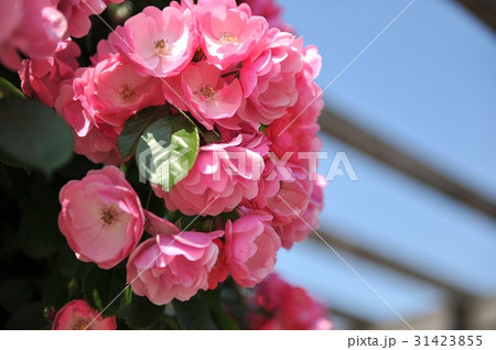 ローズガーデン 31423855