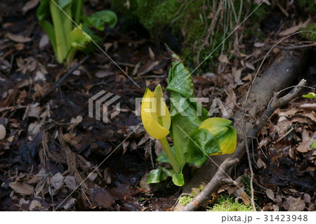 黄化ミズバショウ 31423948