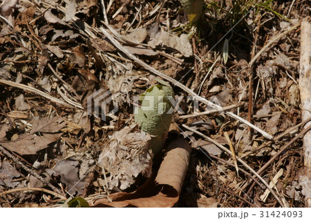 カナダゲシのつぼみ 31424093