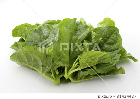 ツルムラサキ 31424427