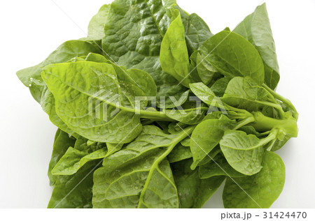 ツルムラサキ 31424470