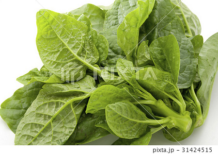 ツルムラサキ ツルムラサキ 31424515