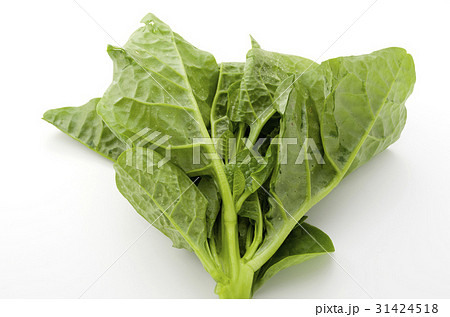 ツルムラサキ 31424518