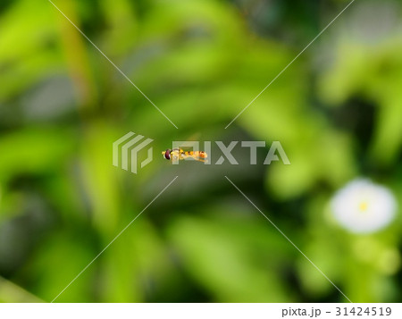 ホバリングするホソヒラタアブ　ハナアブ　 31424519