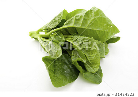 ツルムラサキ 31424522