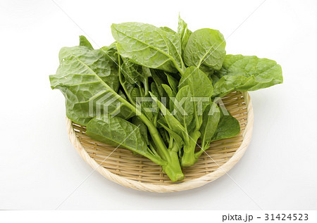 ツルムラサキ 31424523