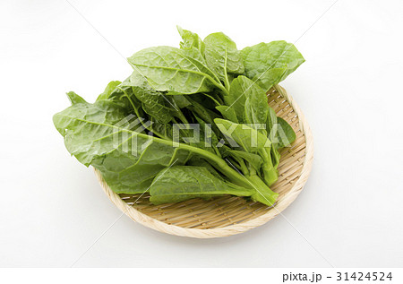 ツルムラサキ 31424524