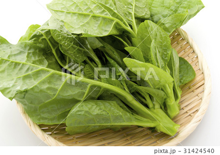 ツルムラサキ 31424540