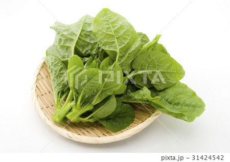 ツルムラサキ ツルムラサキ 31424542