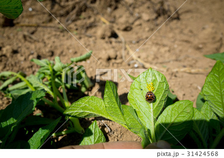 ニジュウヤホシテントウ ニジュウヤホシテントウ 31424568