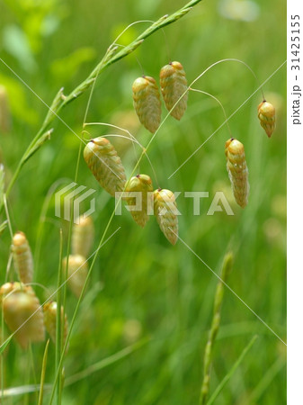 コバンソウの花穂 31425155