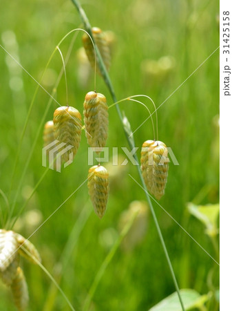 コバンソウの花穂 31425158