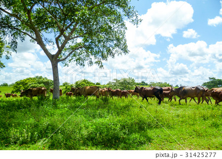 Cows graze free in the summer sun Cows graze free in the summer sun 31425277