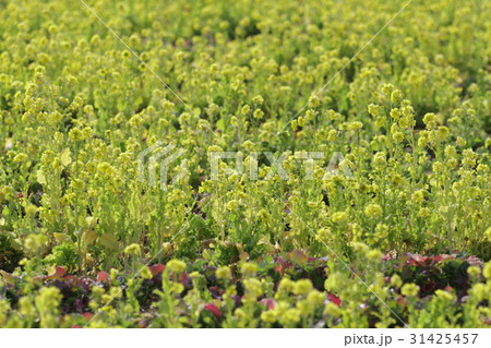 春の菜の花in岡山その２５ 31425457