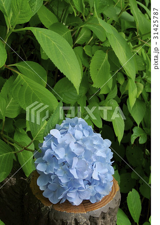 紫陽花 31425787