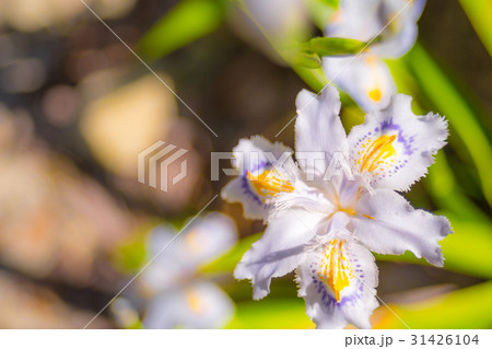 兵庫県鎌倉峡のシャガ（胡蝶花） 31426104