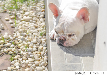 lie down French bulldog ,sleeping dog 31426384