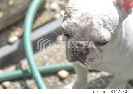 unawate French bulldog on the floor unawate French bulldog on the floor 31426386