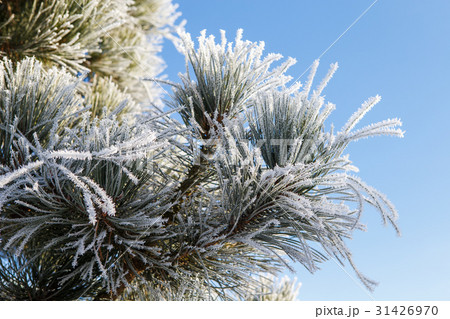Pine branch with long needles  31426970