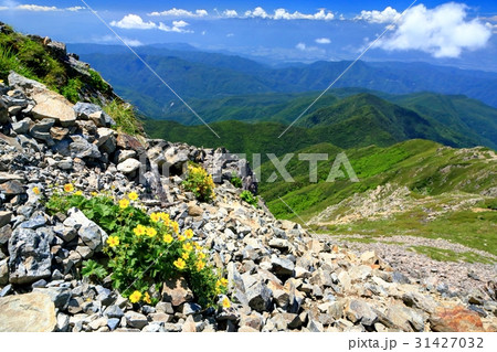 仙丈ヶ岳の高山植物と中央ルプス遠望 31427032
