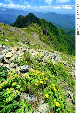 高山植物咲く仙丈ヶ岳から南アルプス南部の山並み 31427137