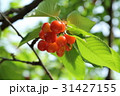 さくらんぼ 31427155