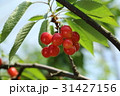 さくらんぼ 31427156