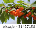 さくらんぼ 31427158