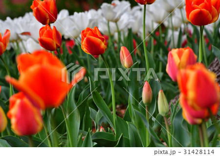 全国都市緑化よこはまフェア・反町公園会場 31428114