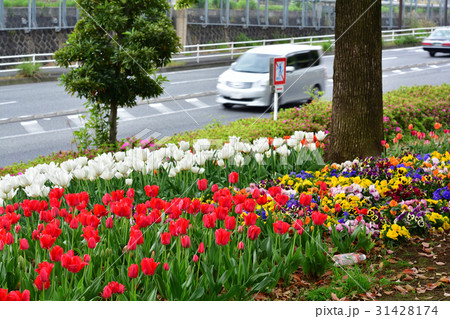 全国都市緑化よこはまフェア・反町公園会場 31428174