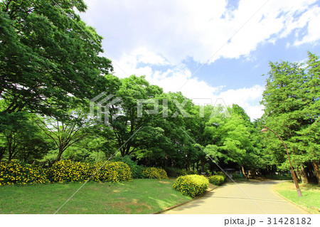 駒沢公園の新緑 駒沢公園の新緑 31428182