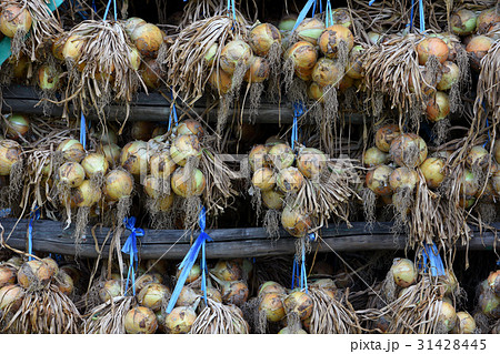 たまねぎ小屋の玉ねぎ 31428445