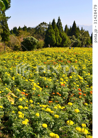 秋のくじゅう花公園 マリーゴールドの花畑 秋のくじゅう花公園 マリーゴールドの花畑 31428479