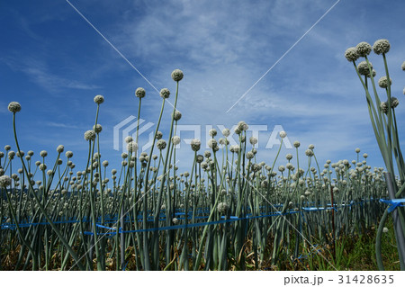 収穫前の玉ねぎ畑 31428635