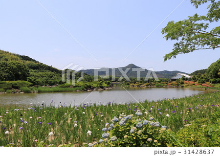南楽園の花菖蒲 南楽園の花菖蒲 31428637