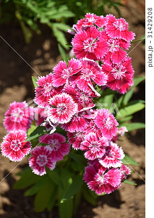 ダイアンサス（ナデシコ） 31429208