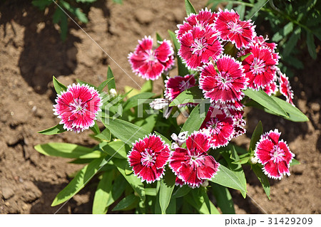 ダイアンサス（ナデシコ） 31429209