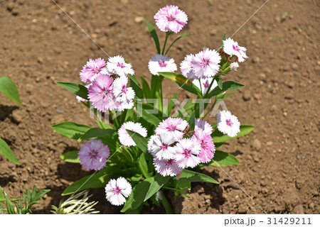 ダイアンサス(ナデシコ) ダイアンサス(ナデシコ) 31429211