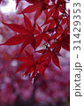 紅葉 31429353