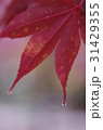 紅葉 31429355