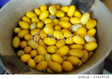 golden yellow cocoon silkworm process to silk 31429528