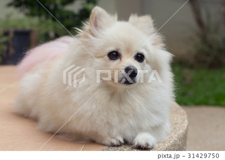 white pomeranian cute dog 31429750