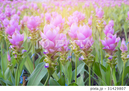 Purple siam tulip field in public park Purple siam tulip field in public park 31429807