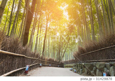 Walking way leading to Bamboo forest 31429870