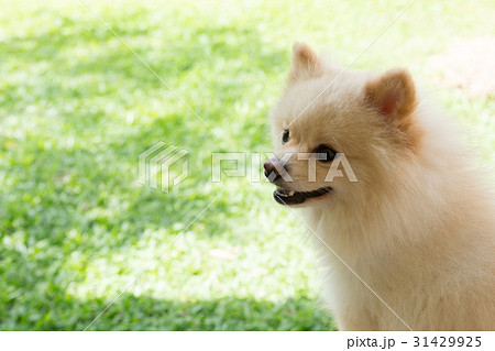 white puppy pomeranian dog cute pet smile 31429925