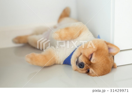 pomeranian puppy dog sleeping in home 31429971