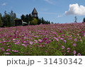 秋桜 31430342