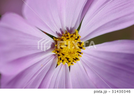 秋桜 31430346