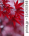 紅葉 31430348